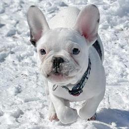 Boston Terriers and French Bulldogs from Bree’s Bostons & Buddies