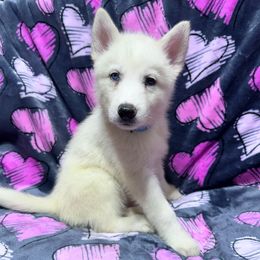 AKC Olivia - White female Siberian Husky puppy in Centreville, Maryland from Huskies By the Bay
