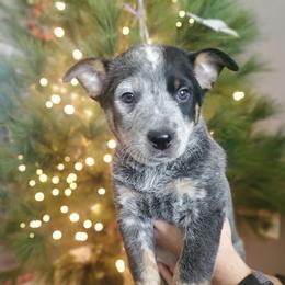 Sesame - Blue male Australian Cattle Dog puppy in Monterey, Tennessee from Quarter Acre Farms