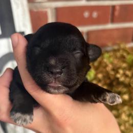 Black boy - Black male Miniature Schnauzer puppy in Hillsville, Virginia from Valley View Schnauzers