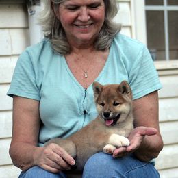 Shiba Inu and Siberian Husky Puppies from Rita Montgomery