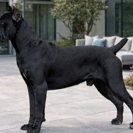 Cane Corso from Island Guard Cane Corso