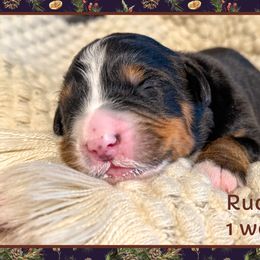 Rudolph - Black and rust male Bernese Mountain Dog puppy in Purcell, Oklahoma from Swiss Berner Bears