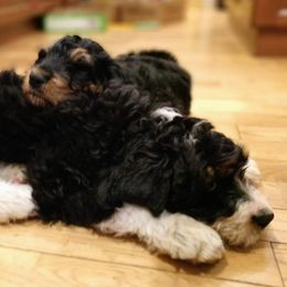 Bernedoodle and Double Doodle Puppies from Cloud Nine Doodles