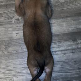 Belgian Malinois Puppies from Lion and The Lamb Kennel