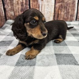 Chocolate Female - Chocolate and tan female Dachshund puppy in Malad City, Idaho from Mountain Sage Dachshunds