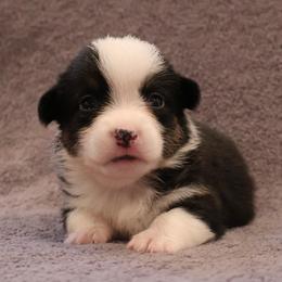 Hershey - Black and tan male Pembroke Welsh Corgi puppy in Arcanum, Ohio from Weissway Corgis