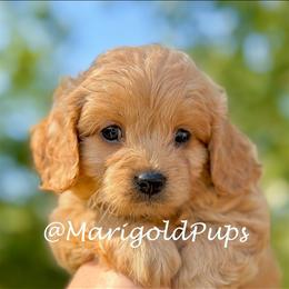 Potato - Apricot male Cavapoo puppy in Liberty, Missouri from Marigold Pups