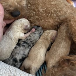 Goldendoodle puppies from Daisy Doodles LLC