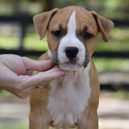 Boy 5 - Red male American Staffordshire Terrier puppy in St. Augustine, Florida from LBK & Ancient City