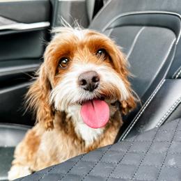 Ruby - Australian Labradoodle