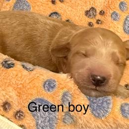 Kelly green collar - Red  male Goldendoodle puppy in Indianapolis, Indiana from ZuGolden Retrievers & Doodles
