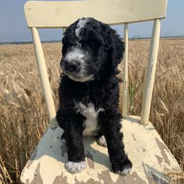 Sheepadoodle Puppies from Bo Peep Sheepadoodles