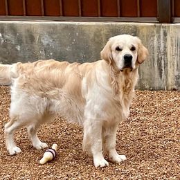 Canto - Golden Retriever