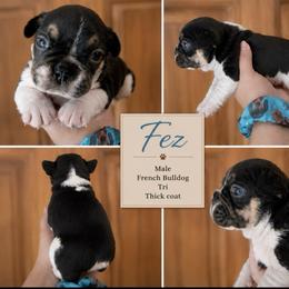 Fez - Tricolors male French Bulldog puppy in Holton, Indiana from MoonShine Babies