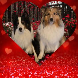Shetland Sheepdog puppies from Small World Shelties