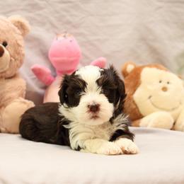 AKC Female 5 - Chocolate female Havanese puppy in South Carolina from Premier Havanese Dogs