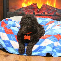 Poodle Puppies from RK'S Pets