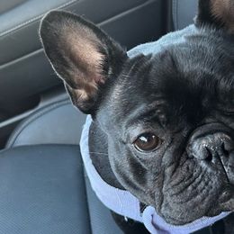 Kizzy - French Bulldog