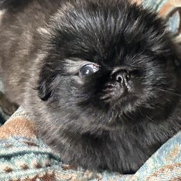 Turner - Gray sable male Pekingese puppy in Canton, Michigan from Sno-Peke