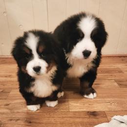 Bernese Mountain Dog Puppies from Allison Thornton