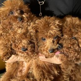 Poodle puppies from Royal Goldendoodle
