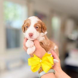 Bingo-Bluey - Brown and white female Bernedoodle puppy in Ontario, California from Teddy Doodles & Standard Poodles