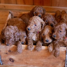 Goldendoodle Puppies from It's Reigning Red Goldendoodles
