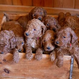 Goldendoodle Puppies from It's Reigning Red Goldendoodles