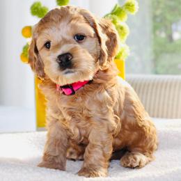 Aerin - Red female Cockapoo puppy in Perrysburg, Ohio from Lulu's Cockapoos