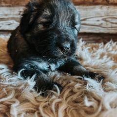Blue Collar - Gray male Sarplaninac puppy in Pleasant View, Colorado from Pails & Provisions Farm