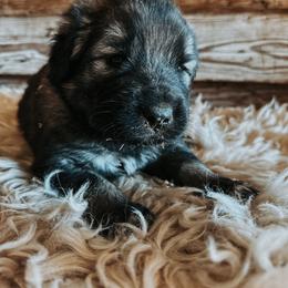 Blue Collar - Gray male Sarplaninac puppy in Pleasant View, Colorado from Pails & Provisions Farm