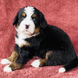 Yellow Collar Female - Black rust and white female Bernese Mountain Dog puppy in Bristol, Tennessee from Holston Hollow Farm