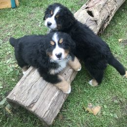 Bernese Mountain Dog Puppies from Must B Buffalo Berners