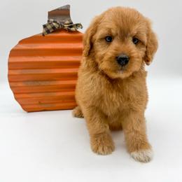 M M - Red  male Goldendoodle puppy in Sunman, Indiana from Brunsman Country Doodles LLC