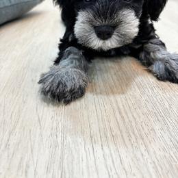 White Collar - Black and silver male Miniature Schnauzer puppy in Houston, Texas from Silver Paw Ranch