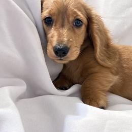 Knox - Cream male Dachshund puppy in Dinwiddie, Virginia from East Coast Dachshunds