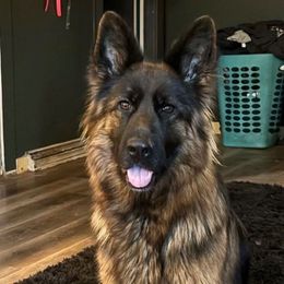 ELA - German Shepherd