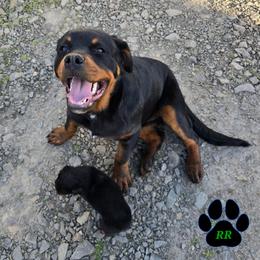 Yohduh - Rottweiler