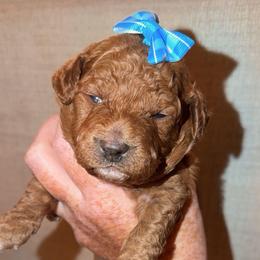 Bo Peep - Apricot female Goldendoodle puppy in Springfield, Tennessee from BK3 Miniature Goldendoodles