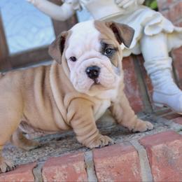 Milo - Fawn and white male Bulldog puppy in Ben Lomond, Arkansas from Miesha Carver's Bulldogs