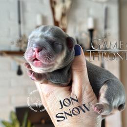 Got - Tricolors male French Bulldog puppy in Salem, Oregon from Toy House Frenchies