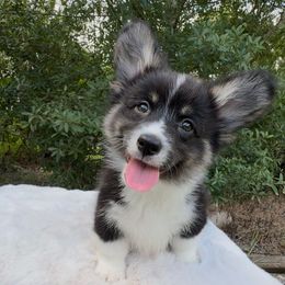 Magnus - Black and white male American Corgi puppy in Inverness, Florida from Canaan Farm Corgis