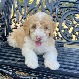 Boy 2 - Apricot male Goldendoodle puppy in Crawford, Mississippi from Magnolia State Poodles and Doodles