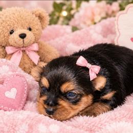Daisy - Black and tan female Yorkshire Terrier puppy in Broxton, Georgia from More Than Family