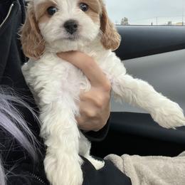 Bernedoodle and Cavapoo Puppies from Lawler’s Legacy Litters