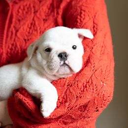 Bulldog Puppies from Brandywine Bulldogs