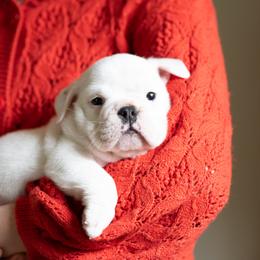 Bulldog Puppies from Brandywine Bulldogs
