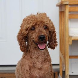 Brody - Poodle