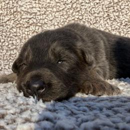 Felix - Blue male German Shepherd puppy in Lebanon County, Pennsylvania from Regalimage